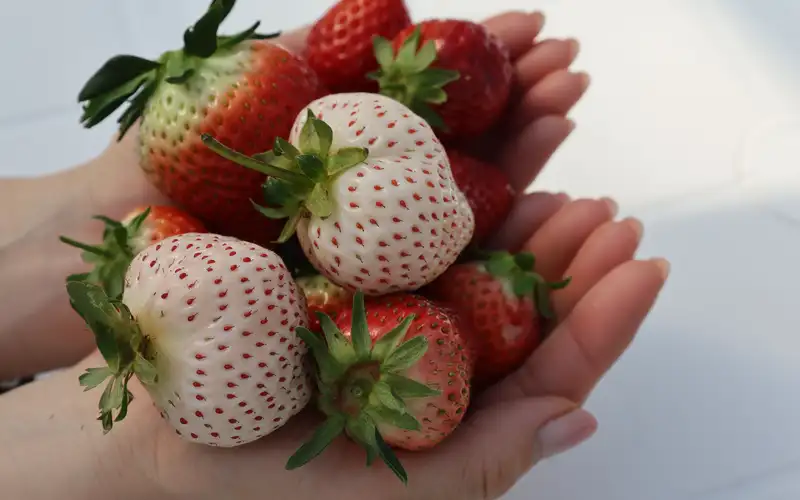 Ukiha — vine-fresh strawberry picking
