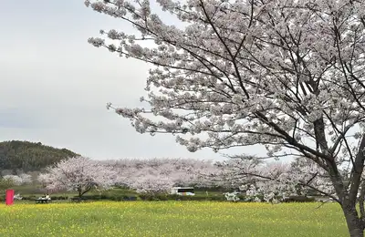 A unique 1,200-year-old temple, an active volcanic caldera, highland cherry blossoms, and onsen bathing.