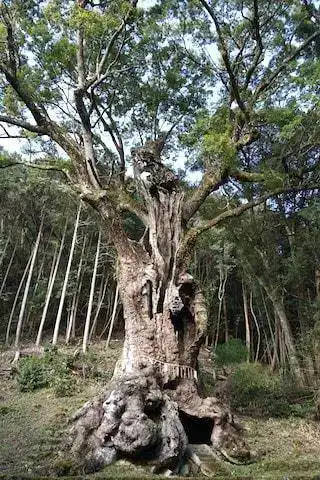 Giant tree at Takeo shrine