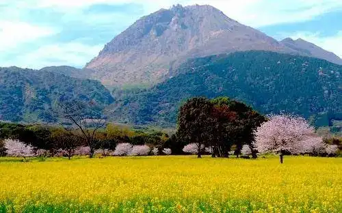 Cherry blossom in Shimabara