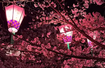 Unzen's geothermal hot-spring vents, a picnic among 2,000 cherry trees, a seaside tea plantation, and a kaiseki feast.
