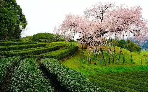 Tea and sakura in Ureshino