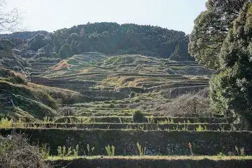 Ureshino tea plantation
