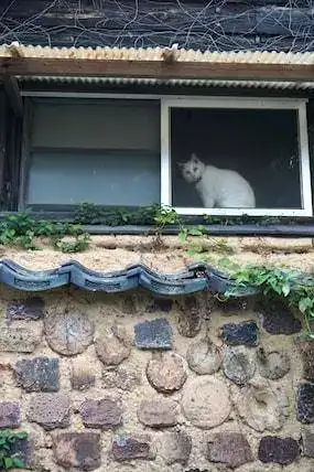 Ancient cat in an ancient town
