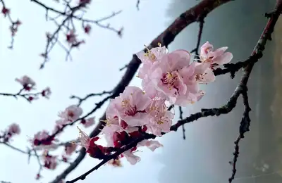 Cherry Blossom Tour