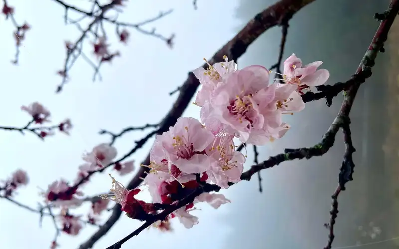 Cherry Blossom Tour