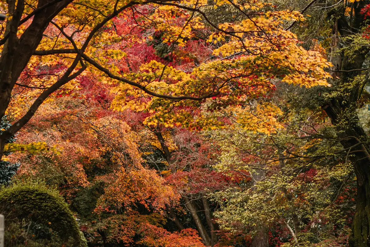 Autumn wonder