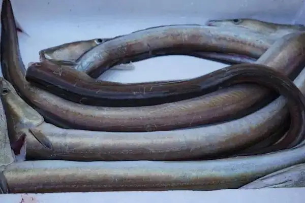 Hamo (sea eel)
