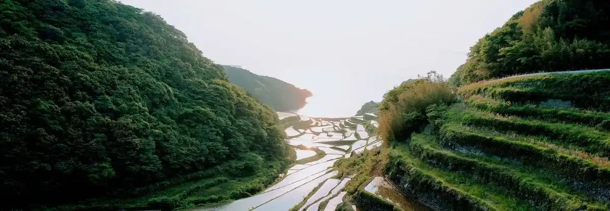 Rice terraces flow into the ocean