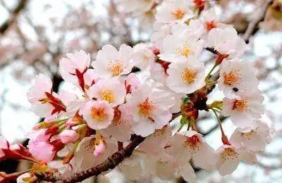 Kyushu Cherry Blossom Dates