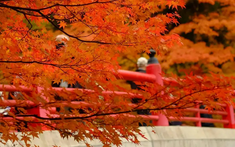 Kyushu November Autumn Tour 2026
