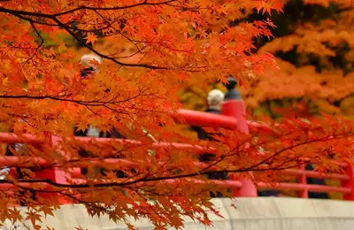 Kyushu November Autumn Tour 2026