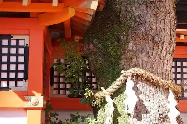 Ancient tree