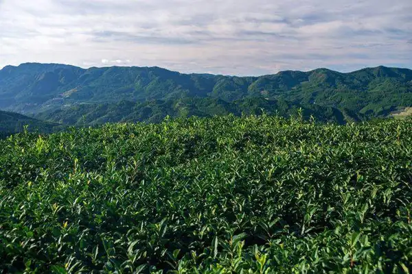 Green tea from Hoshi-no mura. Photo thanks to hoshino-cha.com