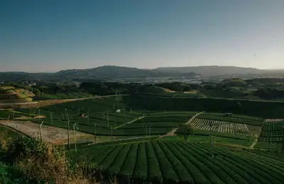 A hands-on green tea making class, the Village of the Secret Kilns, pottery shops, and a free evening in Fukuoka.
