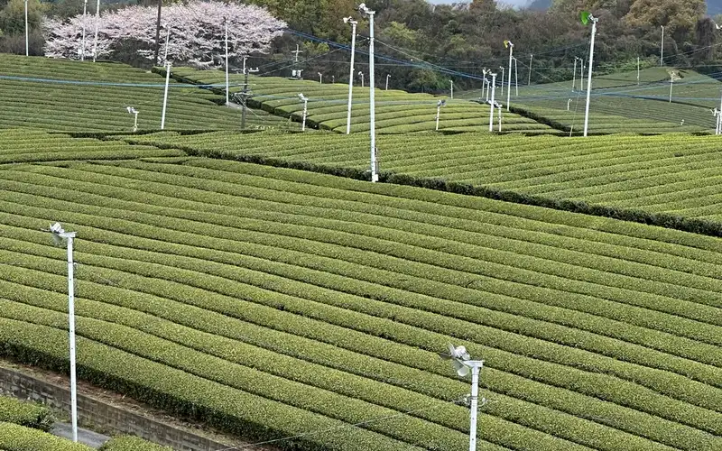 Yame — emerald tea plantation panorama