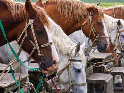 Horses Mount Aso