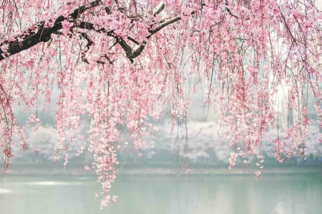 Cherry blossom hanging over river