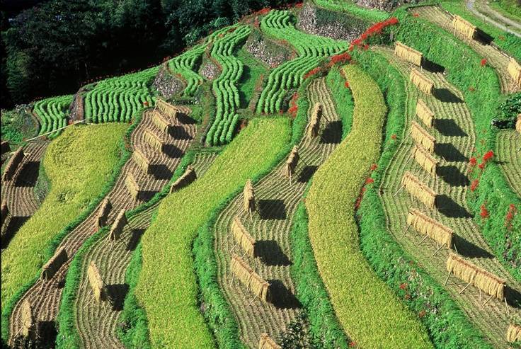 Hoshino Village terraces