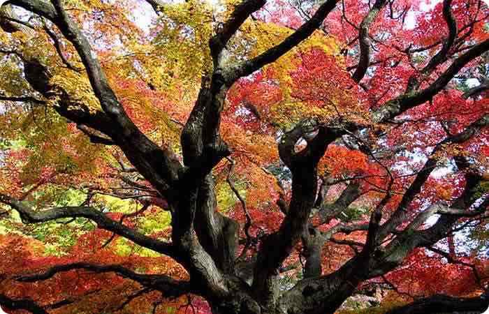 Ancient Japanese maple at Sennyoji Temple Kyushu