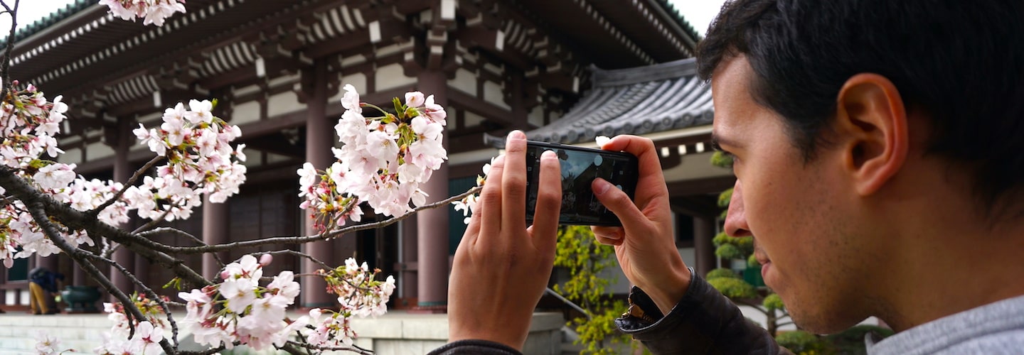 Cherry Blossom in Fukuoka temple