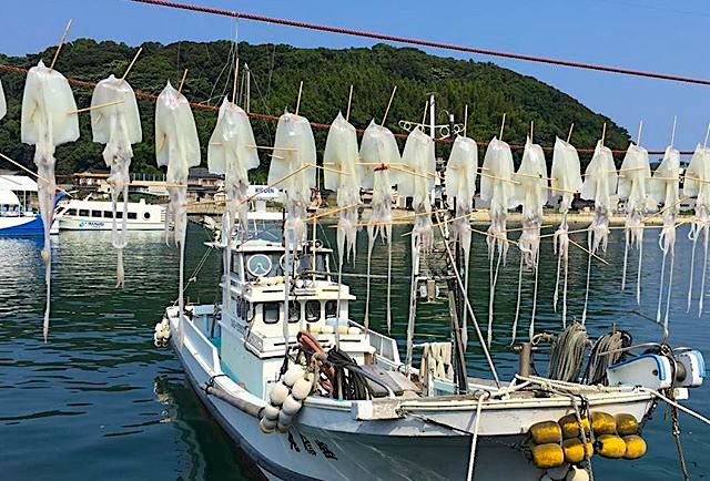 yobuko-squid-drying