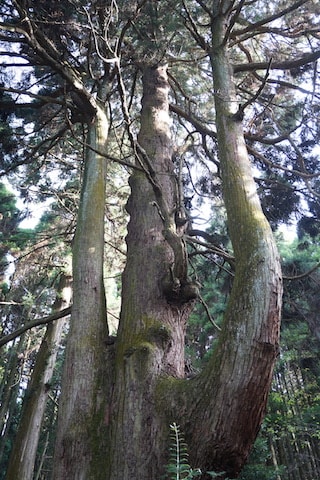 Tohda Futamata sugi トウダ二又杉