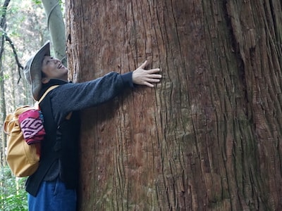 Huge-cedar-tree-sasaguri