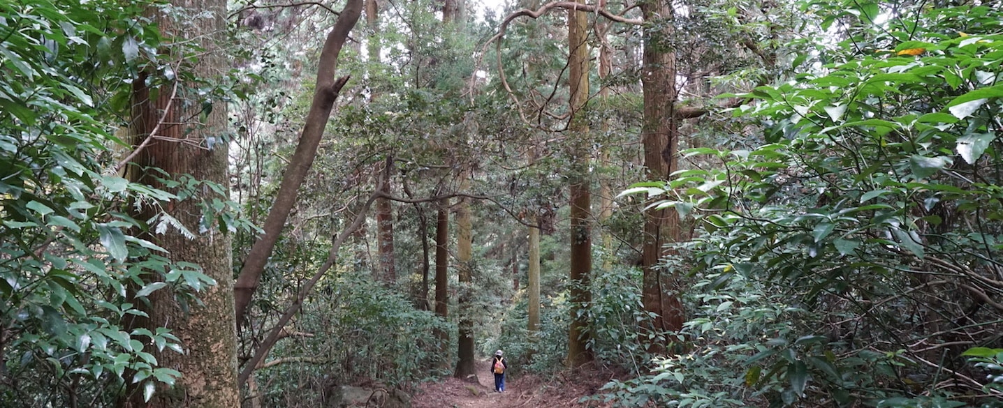 sasaguri-cedar-wood forest