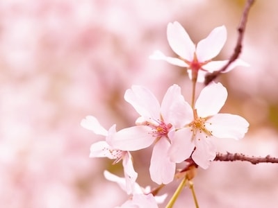 Cherry Blossom