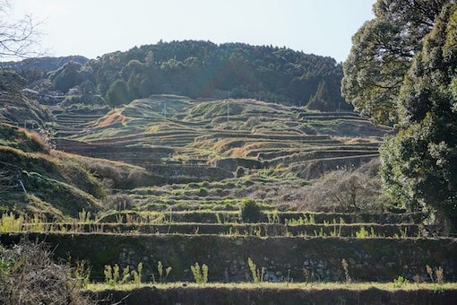 Ureshino tea plants