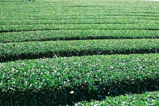 ureshino tea bushes