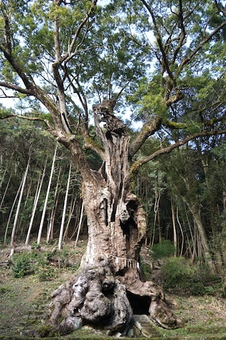 Giant camphor takeo