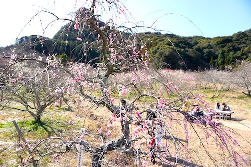 plum blossom japan