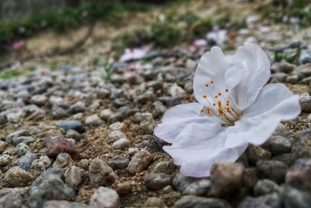 fukuoka-photo-tour-flower