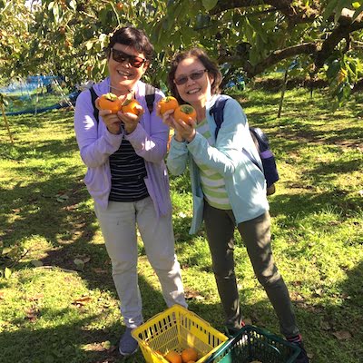 Persimmon picking