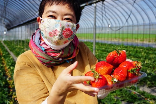 Strawberry picking in Kurume