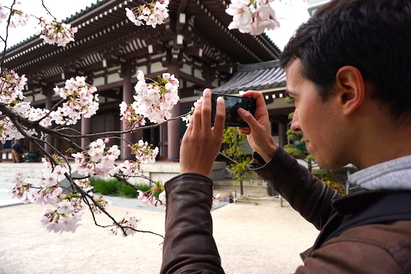 Cherry blossom and Japanese temple