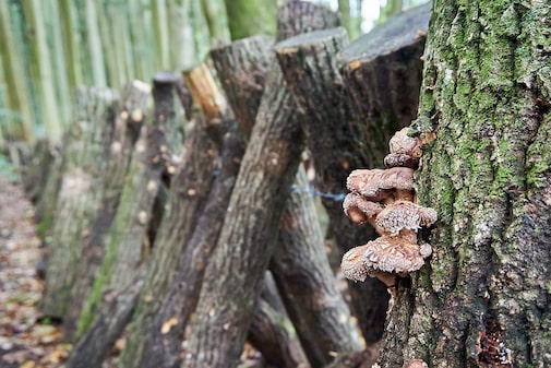 Shiitake mushroom farm in Kunisaki Oita