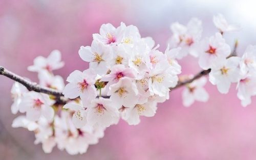 Japan Sakura