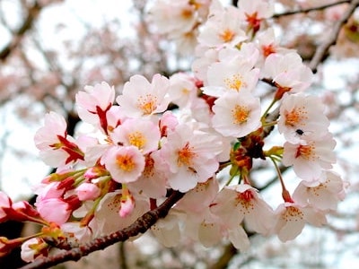 Sakura cherry blossom Japan
