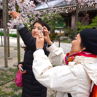 Japanese temple and sakura