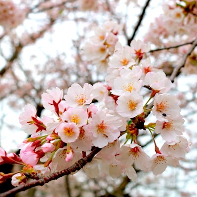 Sakura cherry blossom