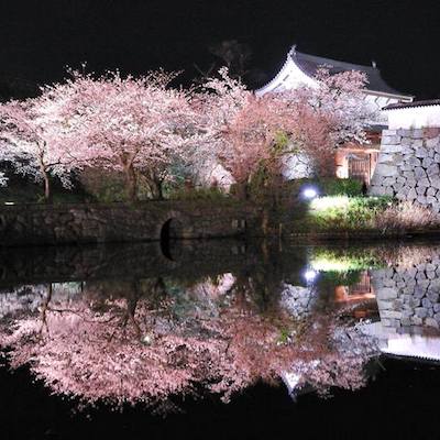 Sakura Japan castle