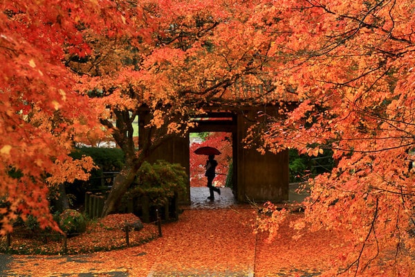 Kyushu autumn tour