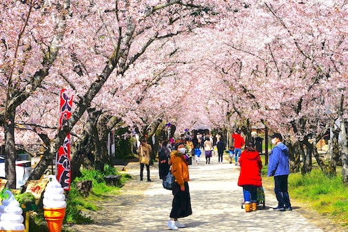 Akizuki Castle Ruins full bloom