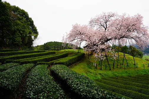 Hyakunen 100-years Sakura tree in Ureshino (Saga)