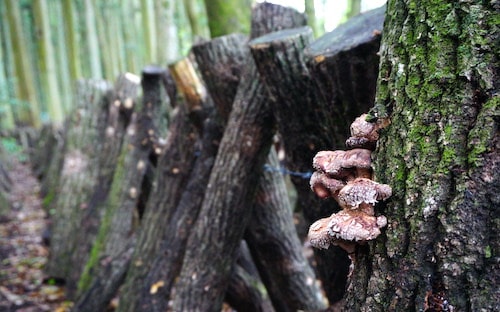 Shiitake-Kunisaki-Oita