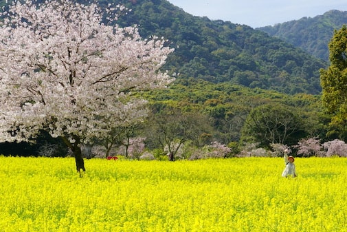 Shimabara-Hibari-Nagasaki