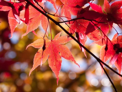 fall-folliage-tour-brochure2023